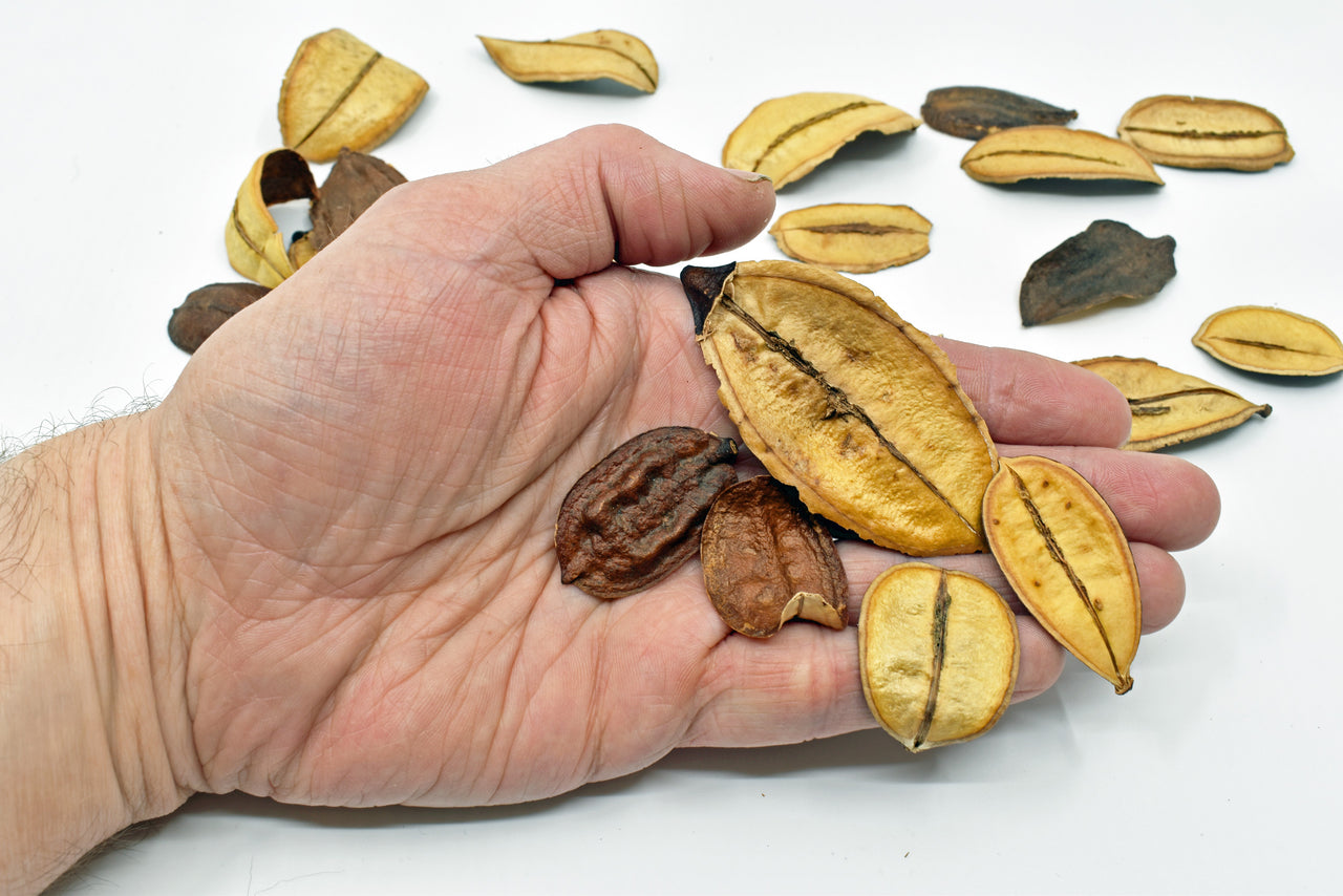 Jacaranda Puberula Pod