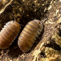 Thumbnail for Cubaris Sp. Red Pak Chong