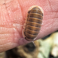 Thumbnail for Cubaris Sp. Red Pak Chong