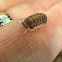 Thumbnail for Cubaris Sp. Red Pak Chong