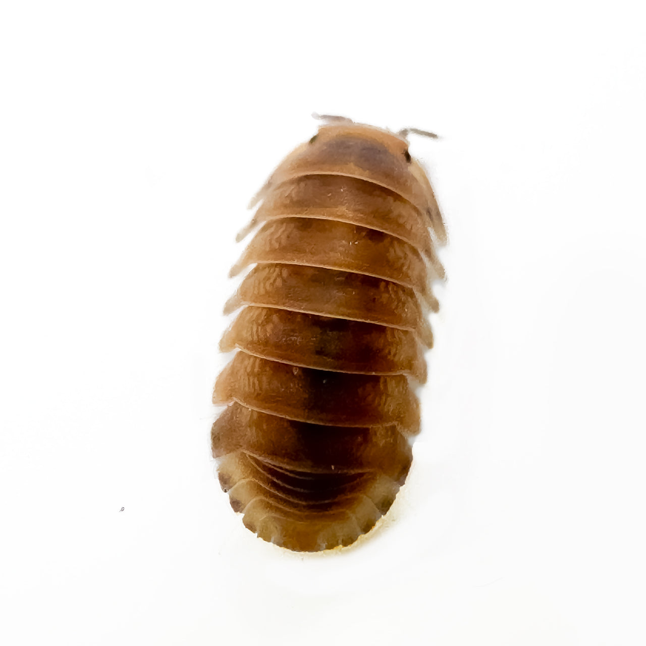 Cubaris Sp. Red Pak Chong