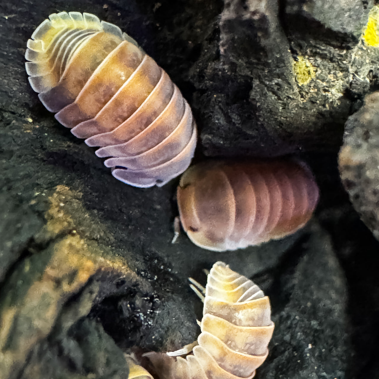 Cubaris Sp. Red Pak Chong
