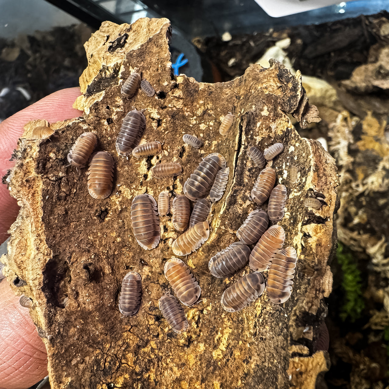 Cubaris Sp. Red Pak Chong