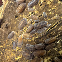 Thumbnail for Cubaris Sp. Red Pak Chong