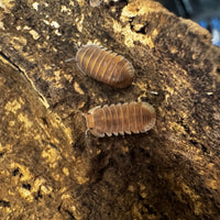 Thumbnail for Cubaris Sp. Red Pak Chong