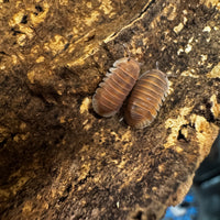 Thumbnail for Cubaris Sp. Red Pak Chong
