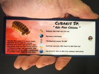 Thumbnail for Cubaris Sp. Red Pak Chong Isopod Bin Label