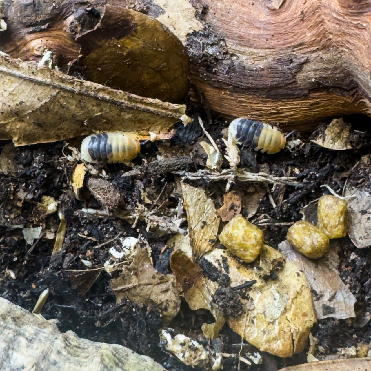 Cubaris Sp. Rubber Bee