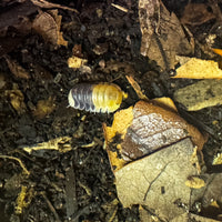 Thumbnail for Cubaris Sp. Rubber Bee