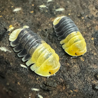 Thumbnail for Cubaris Sp. Rubber Bee