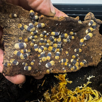 Thumbnail for Cubaris Sp. Rubber Bee