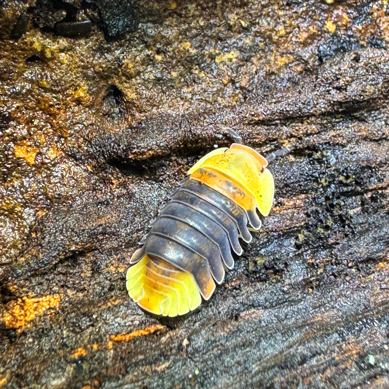10+ Rubber Ducky Isopods – Blonde Mix, Live Arrival Guarantee