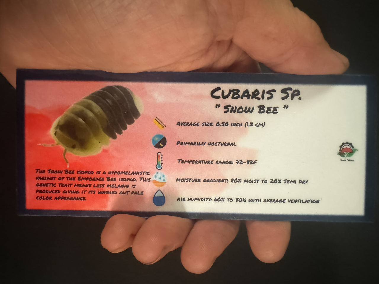 Cubaris Sp. Snow Bee Isopod Bin Label