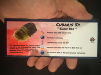 Thumbnail for Cubaris Sp. Snow Bee Isopod Bin Label