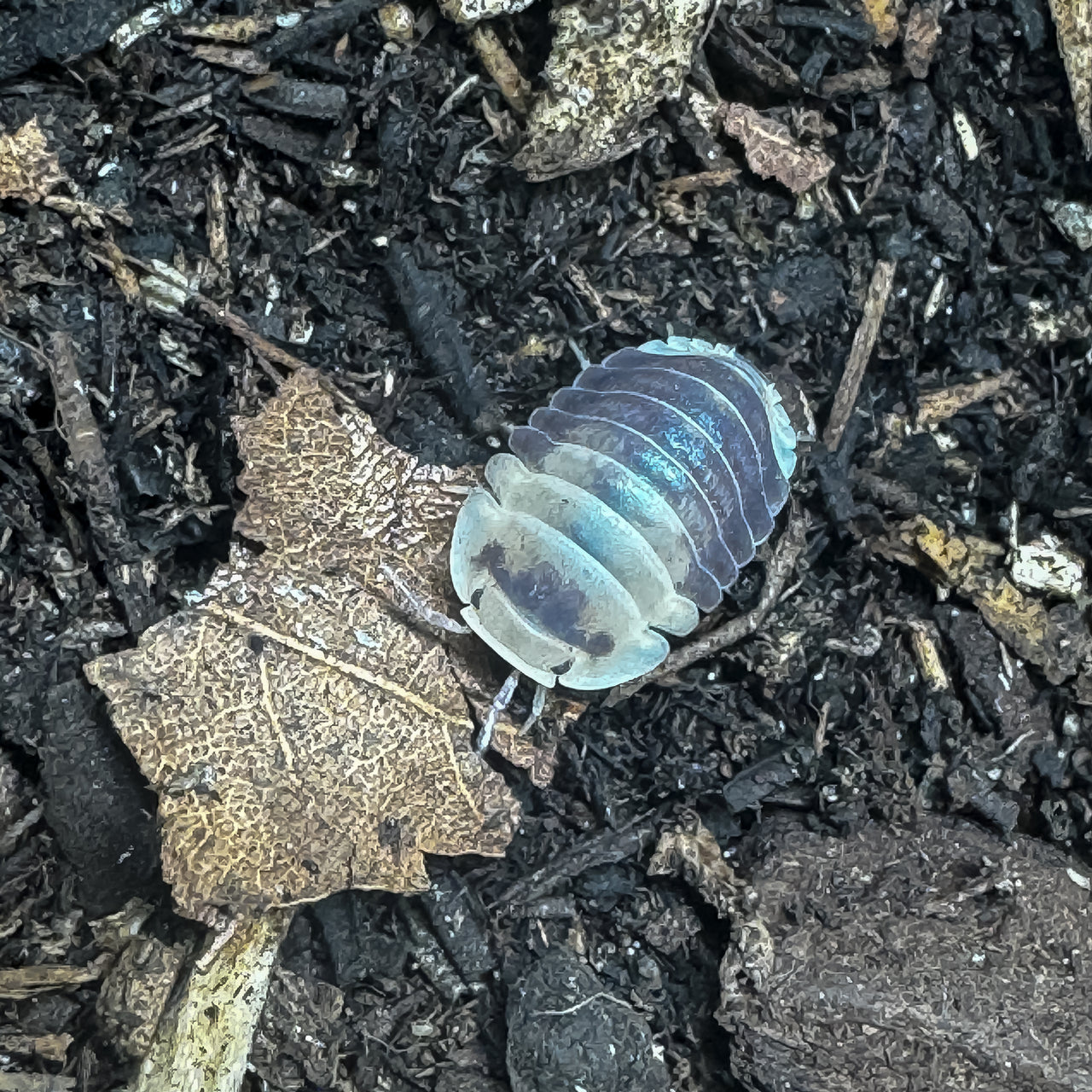 Cubaris Sp. Snow Bee