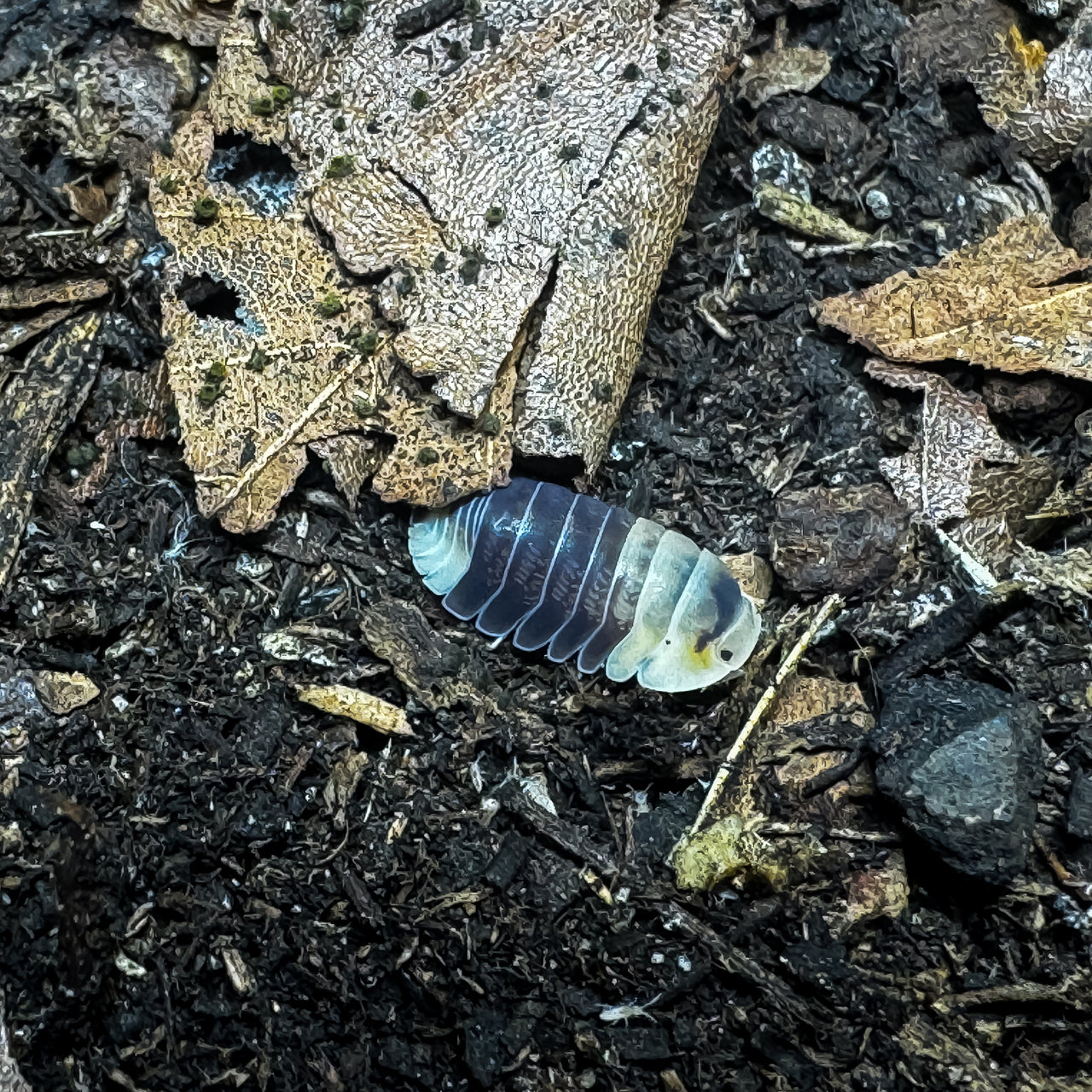 Cubaris Sp. Snow Bee