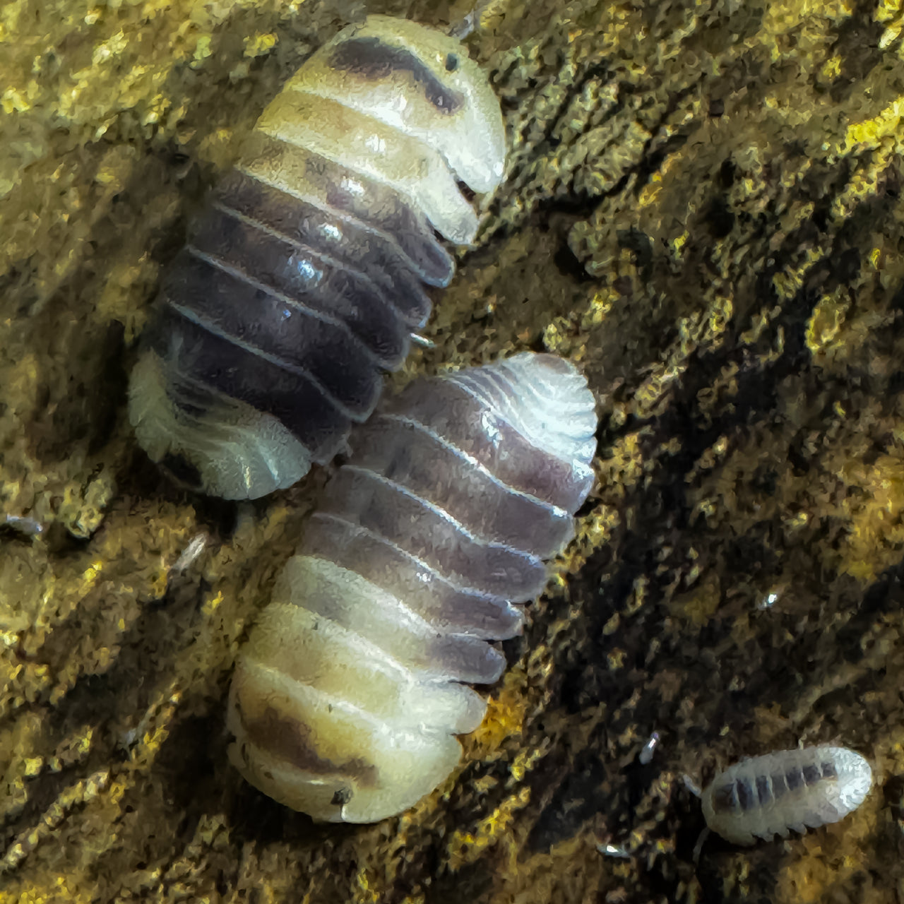Cubaris Sp. Snow Bee