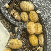 Thumbnail for Cristarmadillidium Muricatum Spiky Pineapple Isopod