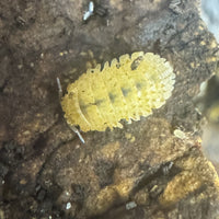 Thumbnail for Cristarmadillidium Muricatum Spiky Pineapple Isopod