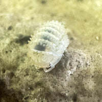 Thumbnail for Cristarmadillidium Muricatum Spiky Pineapple Isopod