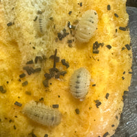 Thumbnail for Cristarmadillidium Muricatum Spiky Pineapple Isopod