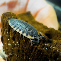 Thumbnail for Trachelipus Caucasius Isopod