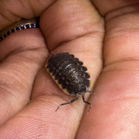 Thumbnail for Trachelipus Caucasius Isopod