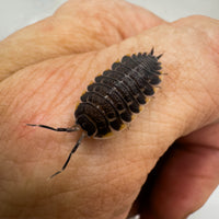 Thumbnail for Trachelipus Caucasius Isopod