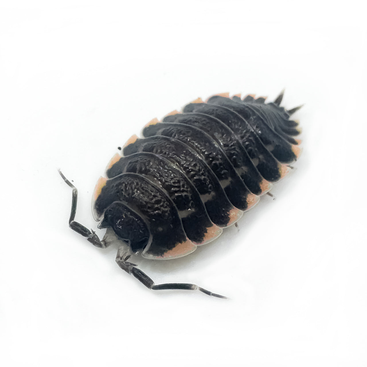 Trachelipus Caucasius Isopod