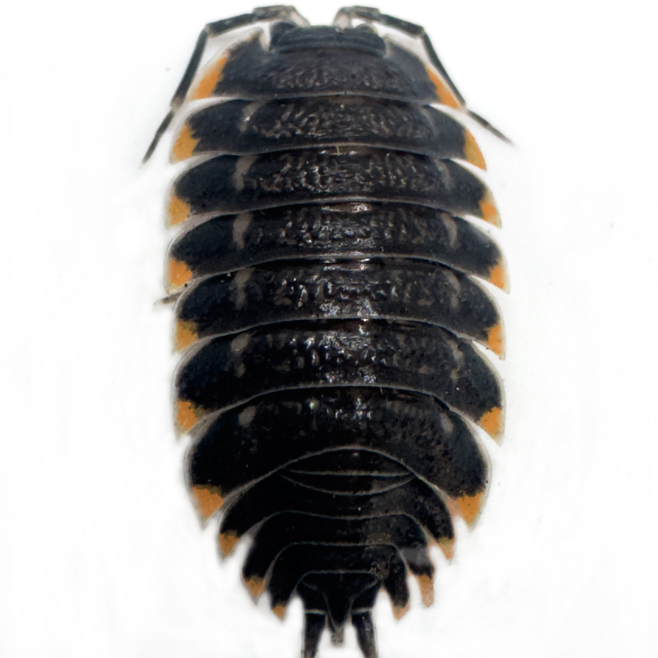 Trachelipus Caucasius Isopod