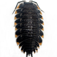 Thumbnail for Trachelipus Caucasius Isopod