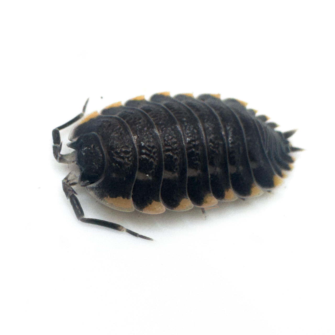 Trachelipus Caucasius Isopod