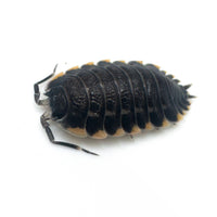 Thumbnail for Trachelipus Caucasius Isopod