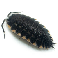 Thumbnail for Trachelipus Caucasius Isopod