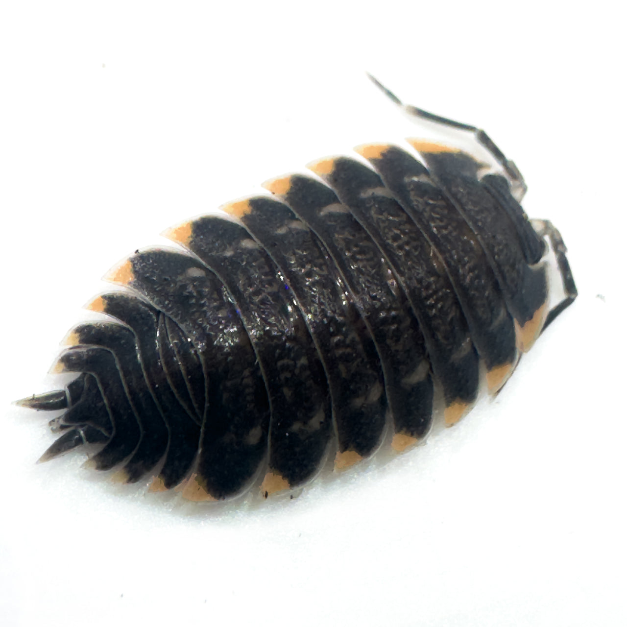 Trachelipus Caucasius Isopod