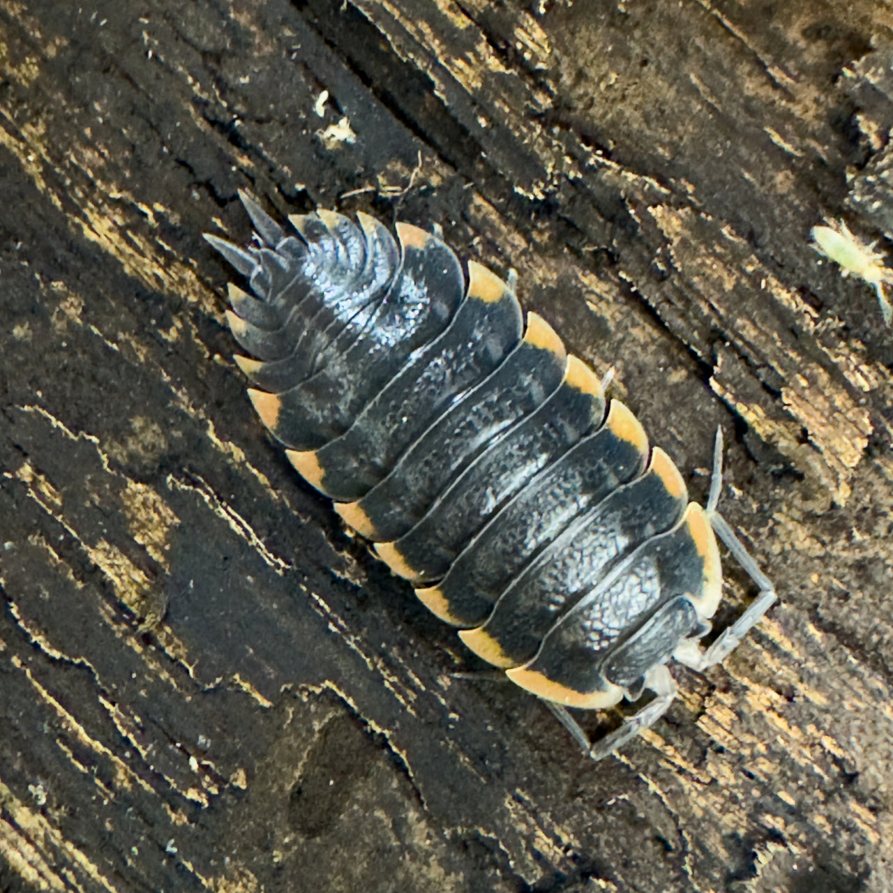 Trachelipus Caucasius Isopod