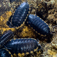 Thumbnail for Trachelipus Caucasius Isopod