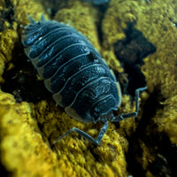 Thumbnail for Trachelipus Caucasius Isopod