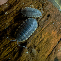 Thumbnail for Trachelipus Caucasius Isopod