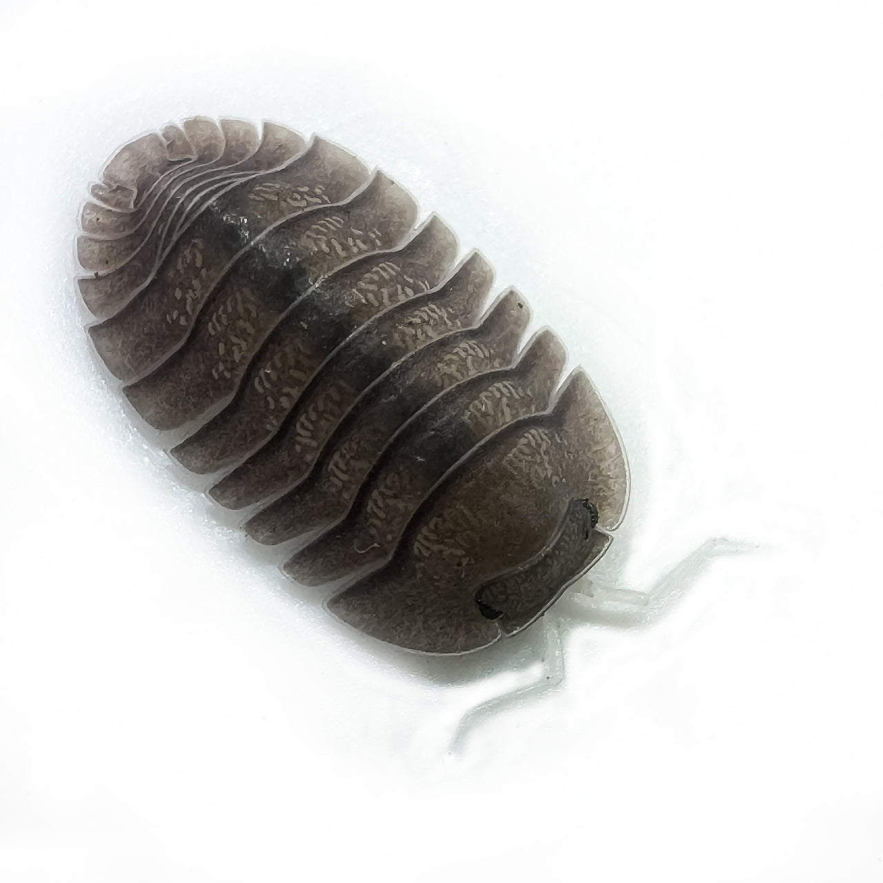 Troglodillo Sp. Soil