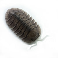 Thumbnail for Troglodillo Sp. Soil