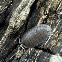 Thumbnail for Troglodillo Sp. Soil