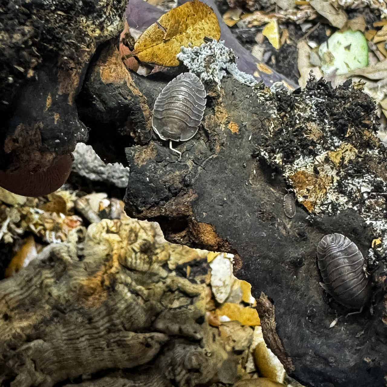 Troglodillo Sp. Soil