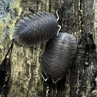 Thumbnail for Troglodillo Sp. Soil