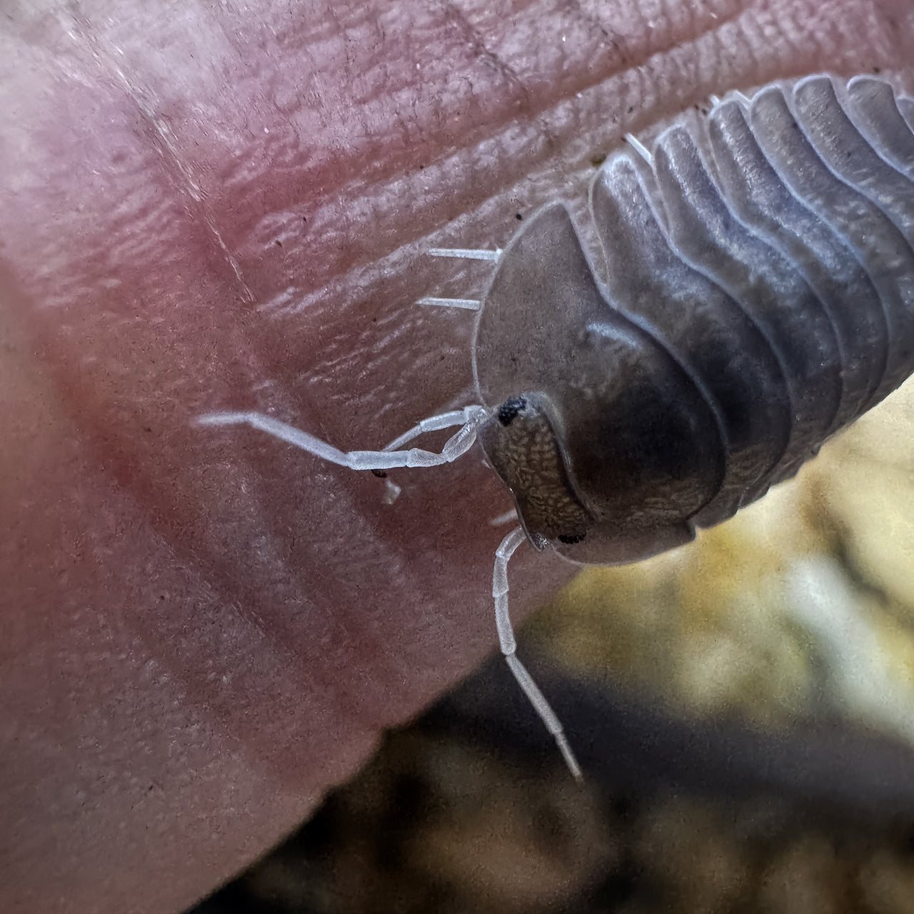 Troglodillo Sp. Soil