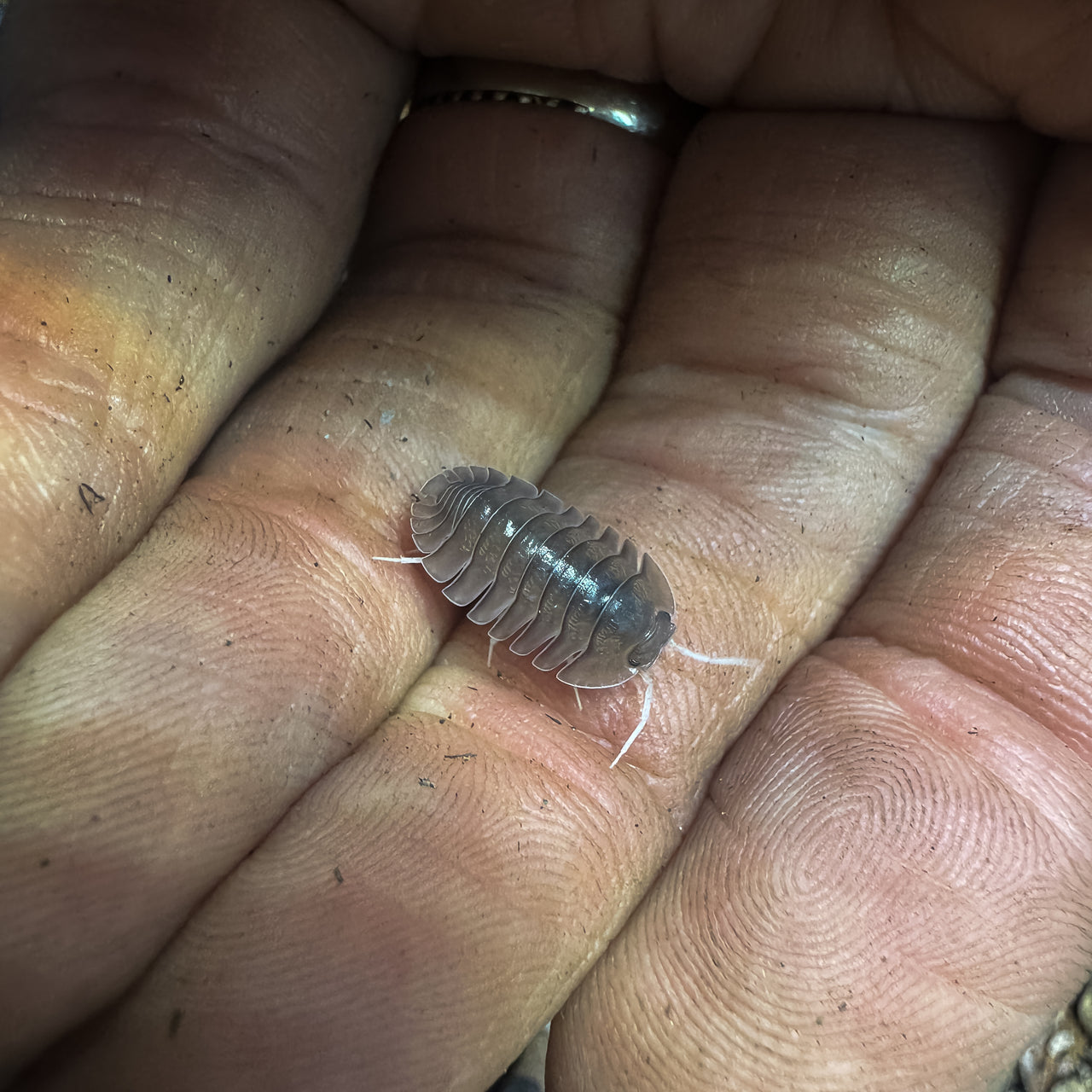 Troglodillo Sp. Soil