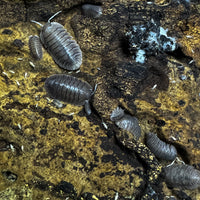 Thumbnail for Troglodillo Sp. Soil