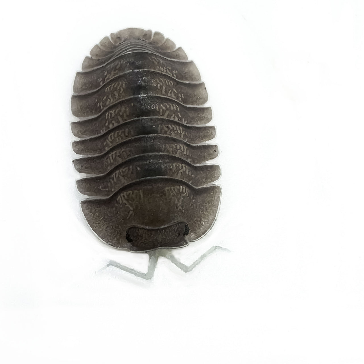 Troglodillo Sp. Soil