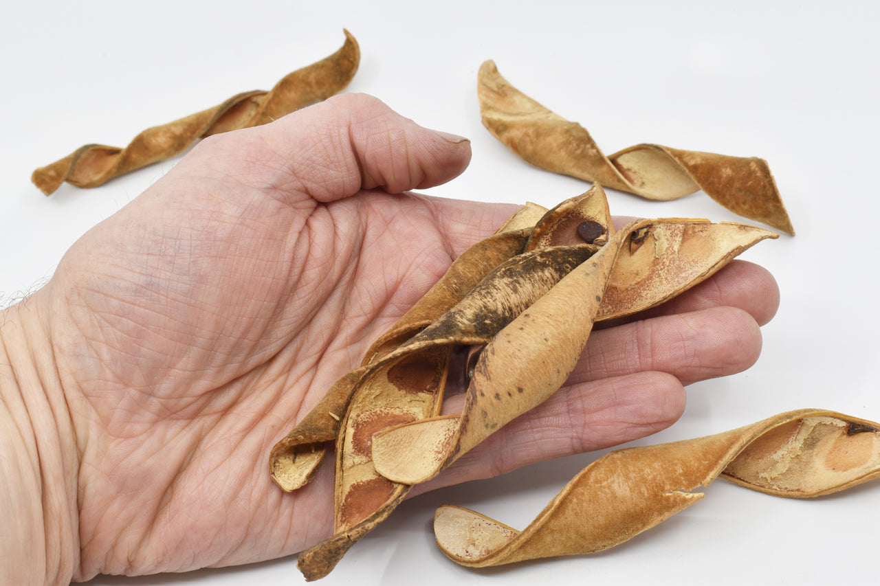 Velvet Spring Curls Natural Terrarium Vivarium Isopod Botanical Decor