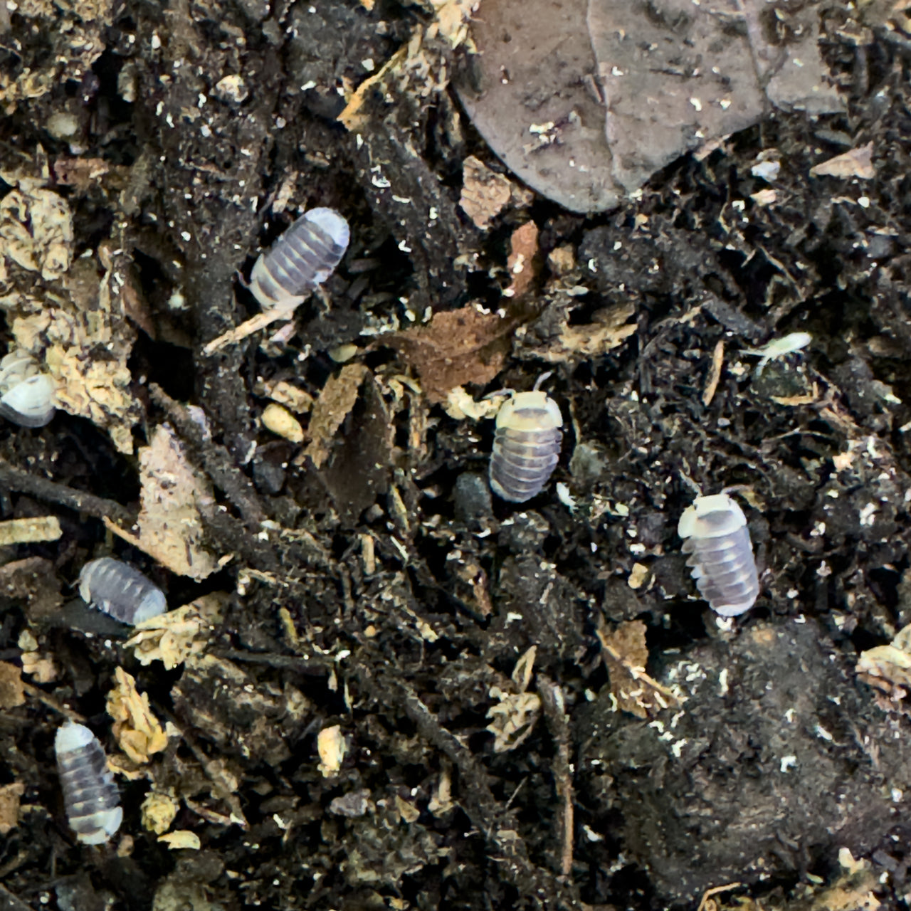 Cubaris Sp. White Ducky